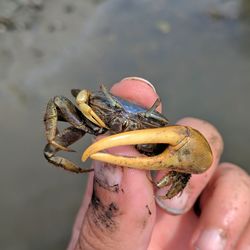 Close-up of hand holding turtle