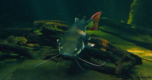 Redtail catfish. phractocephalus hemioliopterus is a pimelodid long-whiskered catfish, freshwater.