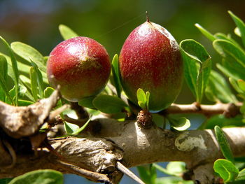 Close-up of fruits on tree