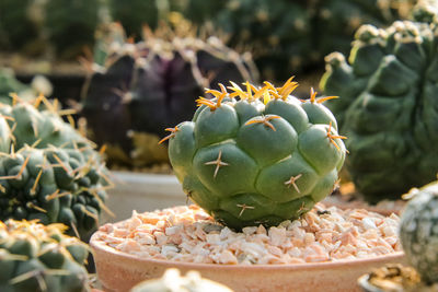 Close-up of succulent plant