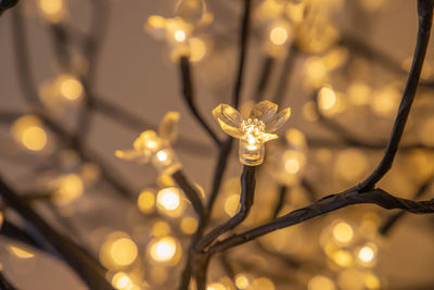 Close-up of white flowering plants against blurred background