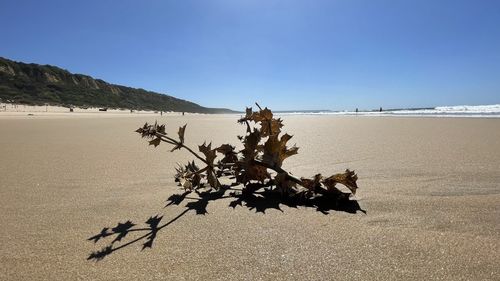 Plant on beach against clear sky
