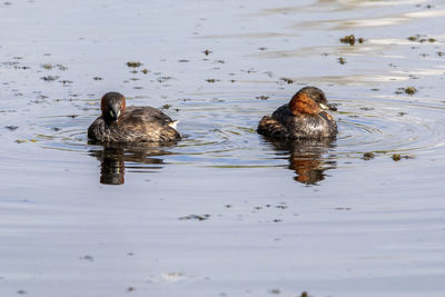 Duck swimming in a lake