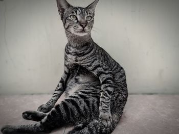 Portrait of a cat sitting against wall