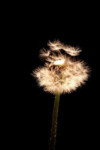 Close-up of dandelion flower