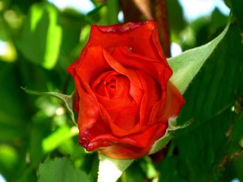 Close-up of red rose