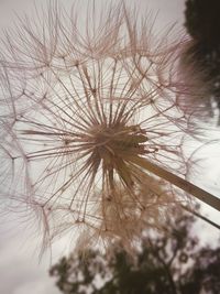 Close-up of flower plant against sky