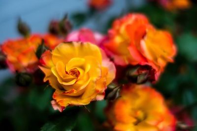 Close-up of yellow flowers blooming outdoors