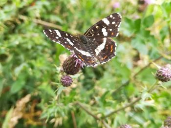 Close-up of butterfly pollinating on flower