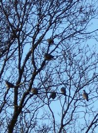 Low angle view of birds perching on branch