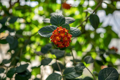 Close-up of butterfly on red flower