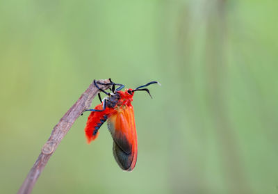 Close-up of insect on plant