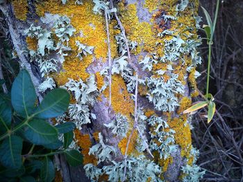 Close-up of plant