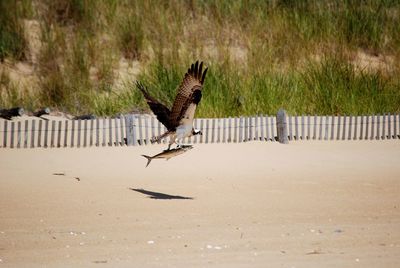 Osprey carrying fish while flying at beach