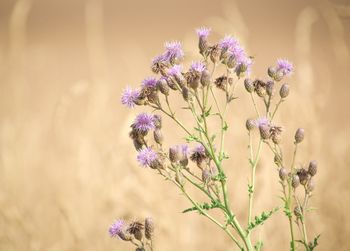 Close-up of purple flowering plant