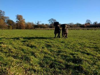 Dogs on field against clear sky