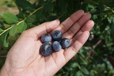 Close-up of hand holding fruit