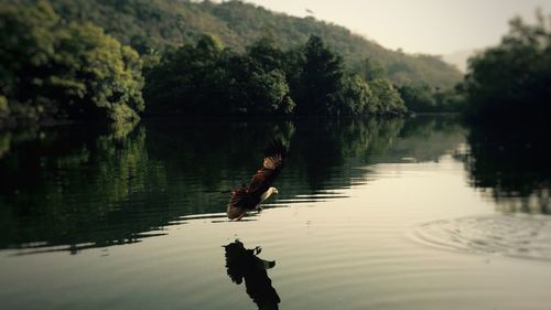 View of a duck in a lake