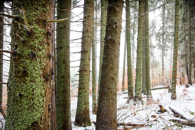 Pine trees in forest during winter