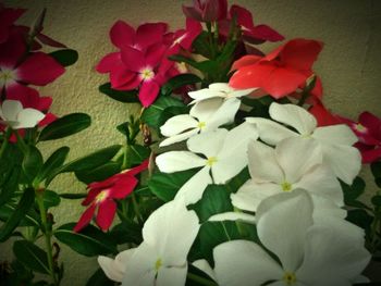 Close-up of red flowers