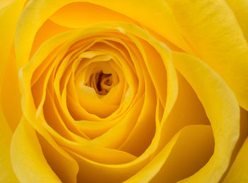 Full frame shot of yellow rose