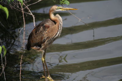 High angle view of gray heron perching on a lake