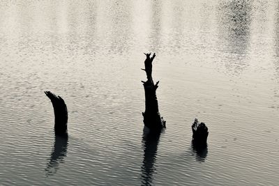 Silhouette ducks swimming on lake