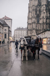 Horse carriage on wet street in city