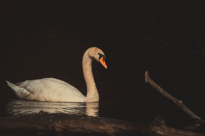 Swan swimming in lake