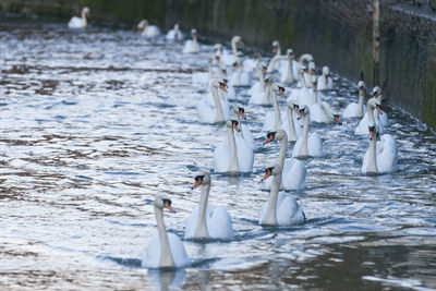 Swans swimming in river