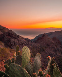 Close-up of prickly pear cactus against sky during sunset