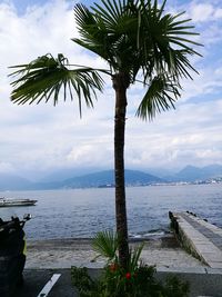 Palm trees at seaside