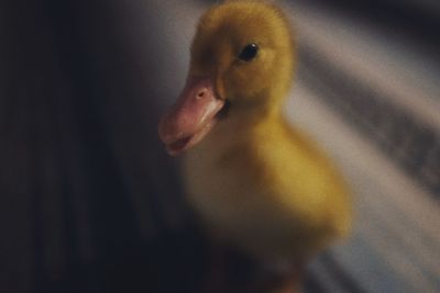 Close-up of a bird