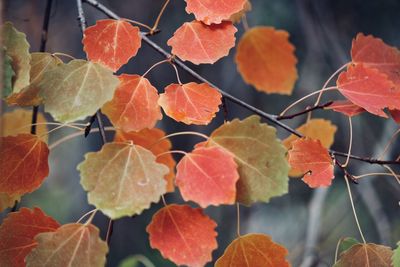 Close-up of red leaves on plant