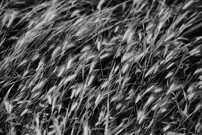 Full frame shot of plants growing on field