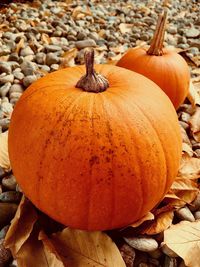 Pumpkin siblings