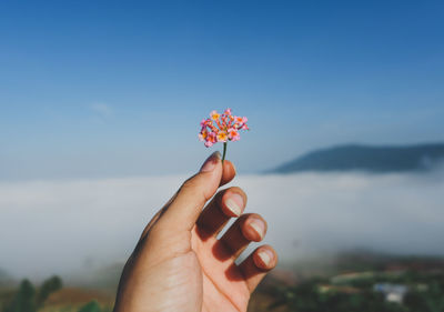 Cropped hand of woman holding flower