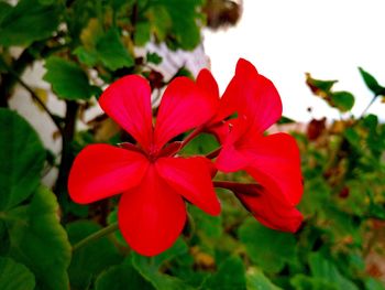 Close-up of red flowers blooming outdoors