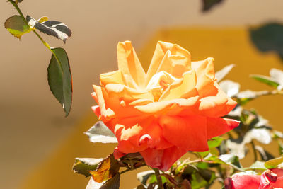 Close-up of butterfly on red flowering plant