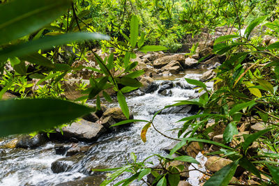 Scenic view of waterfall in forest