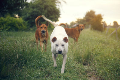 Dogs on grassy field