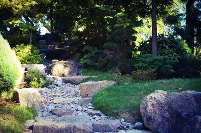 Scenic view of trees growing on landscape