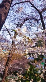 Low angle view of cherry blossom tree