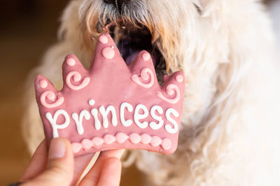 Close-up of a hand holding a dog