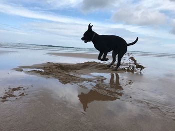 Dog standing on beach