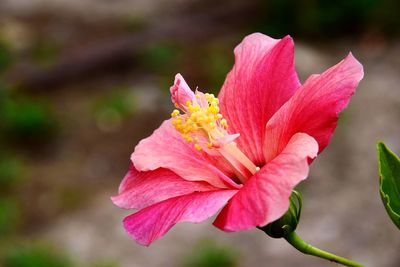 Close-up of pink rose flower