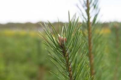 A pine tree forest school placed in the forest in the autumn season. closeup view of coniferous.