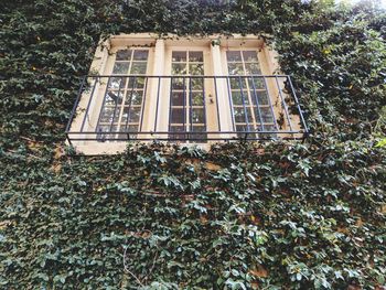 Low angle view of ivy growing on building