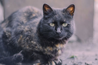 Close-up portrait of cat