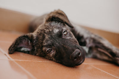 Close-up of a dog resting